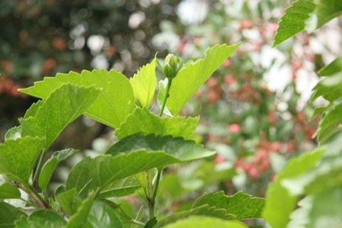 ハイビスカス10083