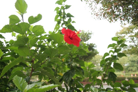 ハイビスカス10121