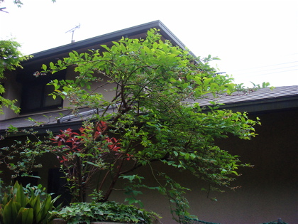 blueberry05072