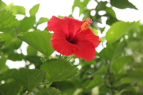 ハイビスカス10122