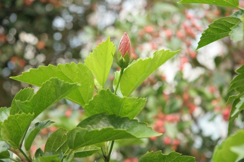 ハイビスカス10123