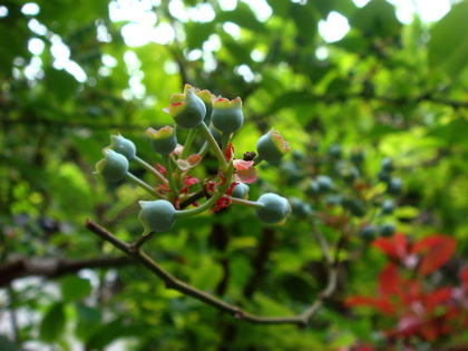 blueberry05074