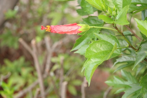 ハイビスカス10124