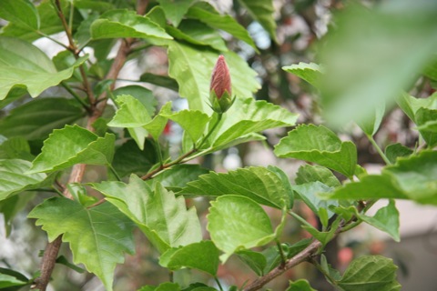 ハイビスカス10204