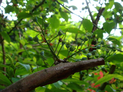 blueberry05075