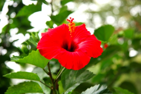 ハイビスカス10141