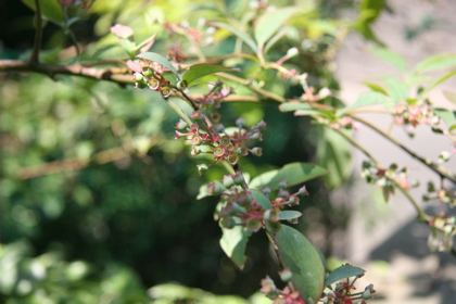 blueberry05017