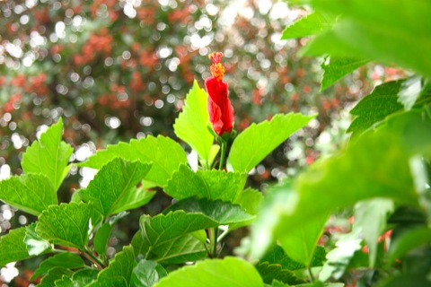 ハイビスカス10143