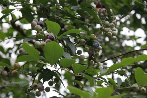 blueberry07164