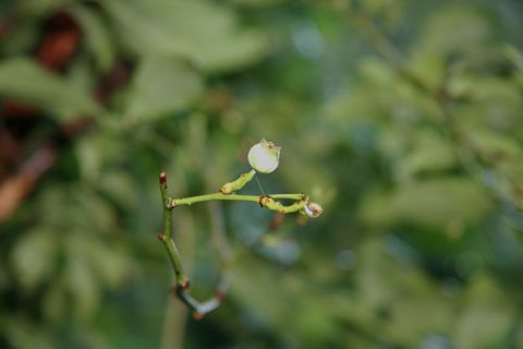 blueberry09043