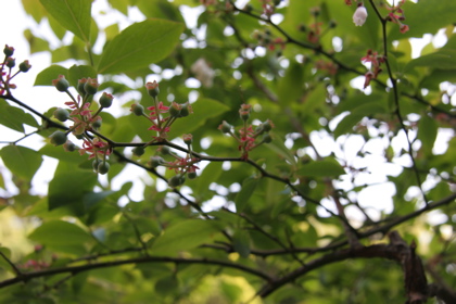 blueberry05026