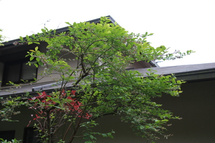 blueberry05051