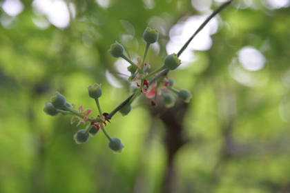 blueberry05054