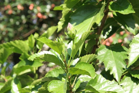 ハイビスカス10072