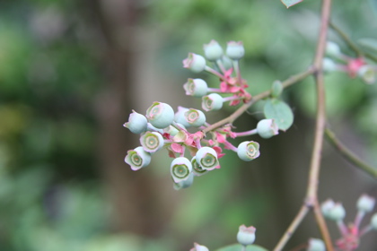 blueberry05056