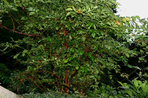 blueberry09081