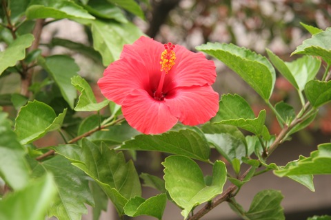 ハイビスカス10212