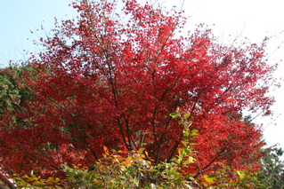 紅葉