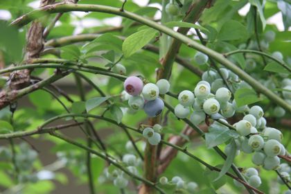 blueberry07087