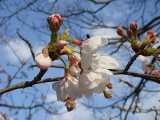 桜クローズアップ