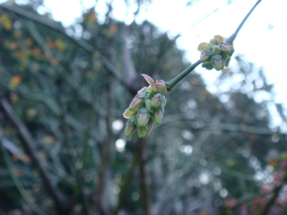 blueberry03192