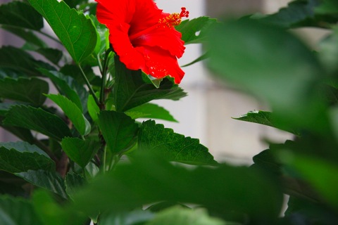 ハイビスカス09302