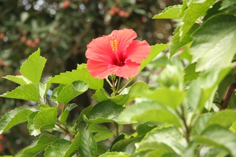 ハイビスカス10132