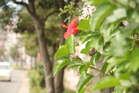 ハイビスカス10133