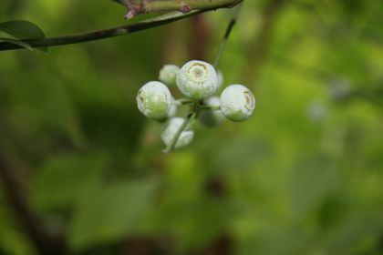 blueberry06234