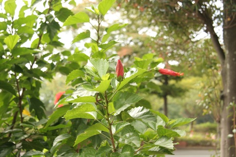 ハイビスカス10134