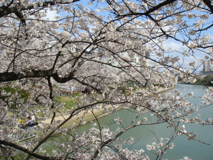 桜03296