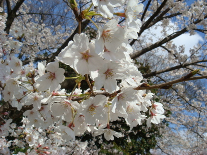 桜032910