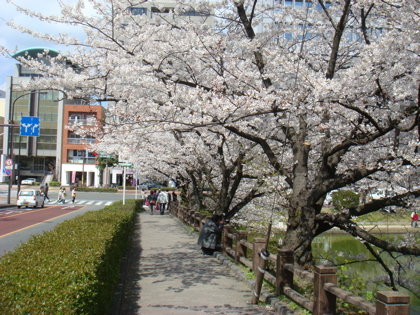 桜032913