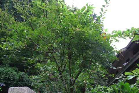 bkueberry08241