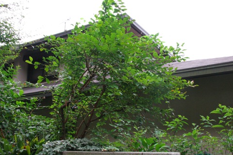 bkueberry08242