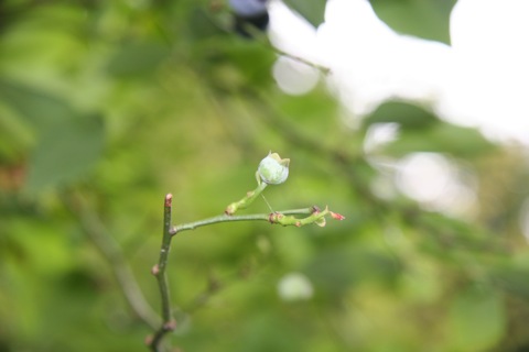 blueberry08144