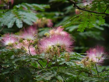 ねむの木の花