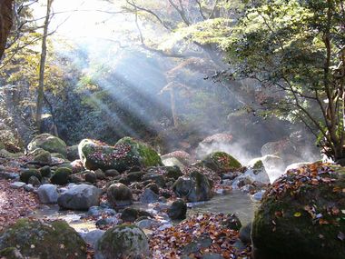 木々のまにま