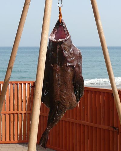 あんこう吊るし切り1