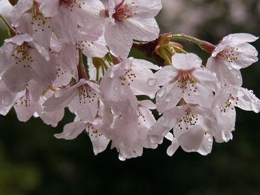 さくらの雫