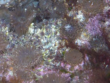 イソギンチャク集団