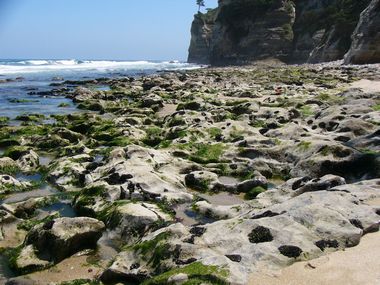 無数のコロニー