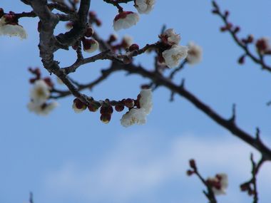 枝ぶり下