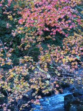 せせらぎと紅葉