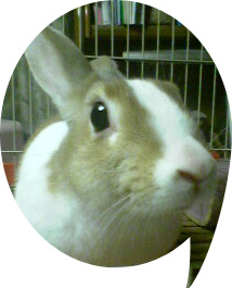 キャラメル2007-04-01_14-11のコピー.jpg