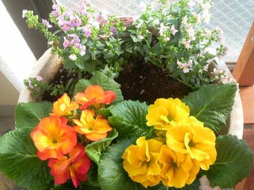 花の植え替え２.jpg
