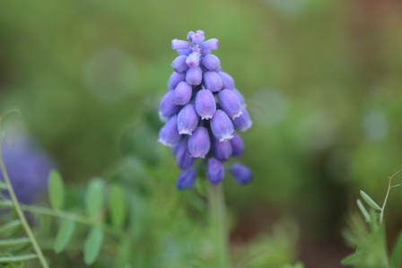 _MG_1603.JPG
