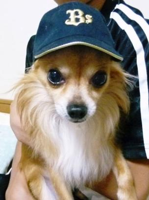 愛犬