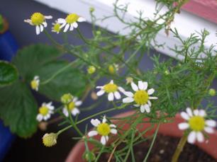 カモミール2562-01