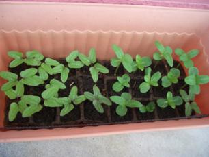 朝顔・ひまわり2513-01